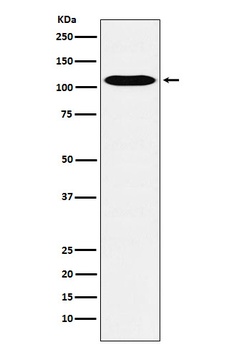 Anti-GPCR / LGR6 Rabbit Monoclonal Antibody