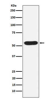 WASP Rabbit Monoclonal Antibody