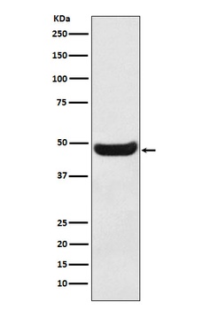 BHMT Rabbit Monoclonal Antibody