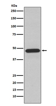 NCF1 Rabbit Monoclonal Antibody