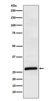 ApoM Rabbit Monoclonal Antibody