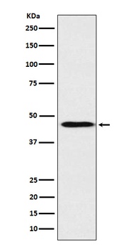 ApoA4 Rabbit Monoclonal Antibody