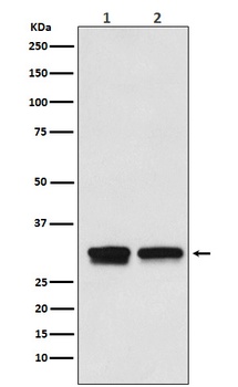 TF2B Rabbit Monoclonal Antibody