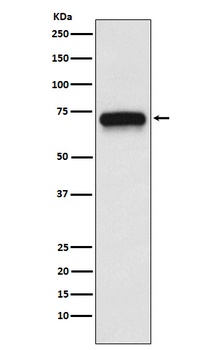 ACHA4 Rabbit Monoclonal Antibody