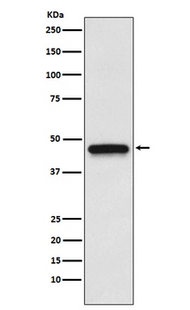 S1PR3 Rabbit Monoclonal Antibody