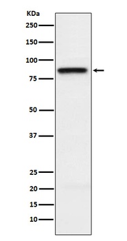 SLAMF1 Rabbit Monoclonal Antibody