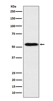 ApoH Rabbit Monoclonal Antibody