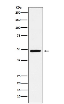 NR2E1 Rabbit Monoclonal Antibody