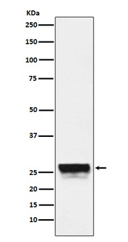 CTRL Rabbit Monoclonal Antibody