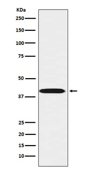 LHX3 Rabbit Monoclonal Antibody