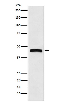 HRH3 Rabbit Monoclonal Antibody