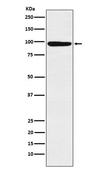MCM4 Rabbit Monoclonal Antibody