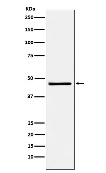 FRA2 Rabbit Monoclonal Antibody