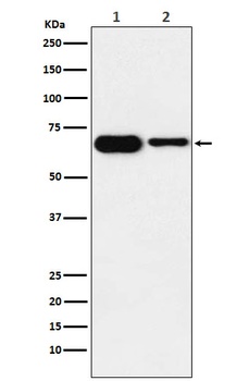 IMP2 Rabbit Monoclonal Antibody