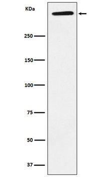 ApoA Rabbit Monoclonal Antibody