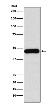 DNAJA1 Rabbit Monoclonal Antibody