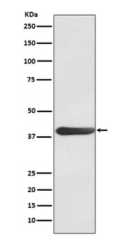 FRA1 Rabbit Monoclonal Antibody