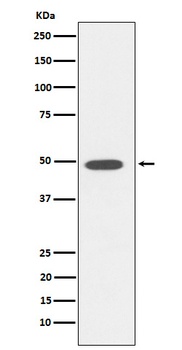DP1 Rabbit Monoclonal Antibody