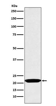 Oncostatin M Rabbit Monoclonal Antibody