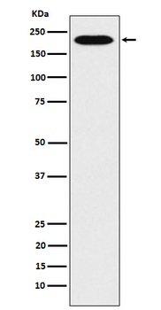 RhoGAP Rabbit Monoclonal Antibody