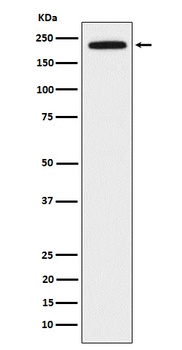 DOCK2 Rabbit Monoclonal Antibody