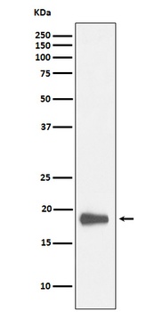 HMGN2 Rabbit Monoclonal Antibody