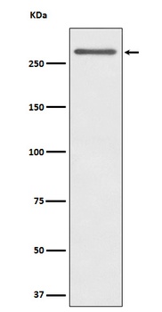 CD35 Rabbit Monoclonal Antibody