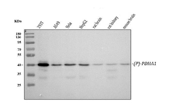 Phospho-PDHA1 (S293) Rabbit Monoclonal Antibody