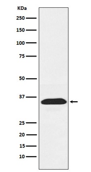 PEX19 Rabbit Monoclonal Antibody