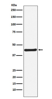 HOXA5 Rabbit Monoclonal Antibody