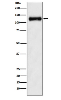 ANPRB Rabbit Monoclonal Antibody