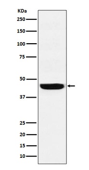 WDR4 Rabbit Monoclonal Antibody