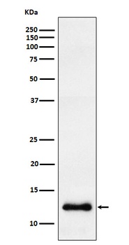 CCL23 Rabbit Monoclonal Antibody