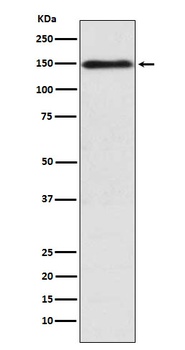 COL11A1 Rabbit Monoclonal Antibody