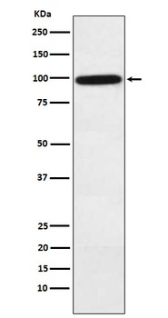 Complement factor B Rabbit Monoclonal Antibody