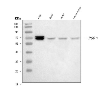 p66 alpha Rabbit Monoclonal Antibody