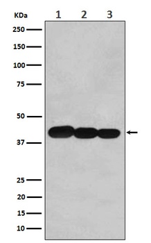 BCLG Rabbit Monoclonal Antibody