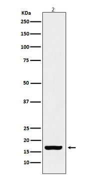 Histone H3 (acetyl K18) Rabbit Monoclonal Antibody
