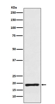 Cofilin Rabbit Monoclonal Antibody