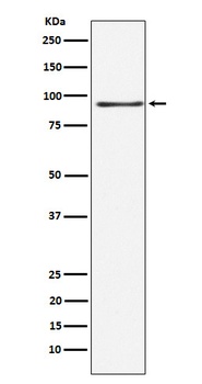 RANBP3 Rabbit Monoclonal Antibody