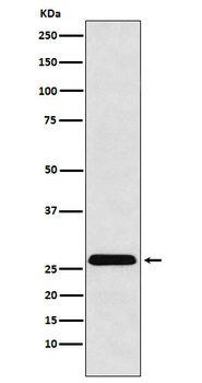 HLA-DRB4/HLA Rabbit Monoclonal Antibody