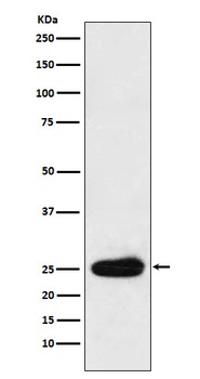 Kappa light chain Rabbit Monoclonal Antibody