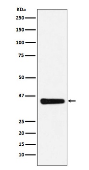MED4 Rabbit Monoclonal Antibody