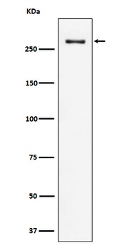 CHD3 Rabbit Monoclonal Antibody