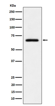 USP39 Rabbit Monoclonal Antibody