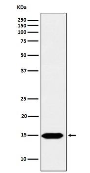 Histone H3 (formyl K122) Rabbit Monoclonal Antibody