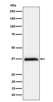 RGMA Rabbit Monoclonal Antibody