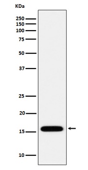 MGST1 Rabbit Monoclonal Antibody