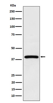 NCF4 Rabbit Monoclonal Antibody