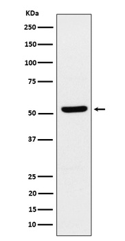 ZNF259 Rabbit Monoclonal Antibody